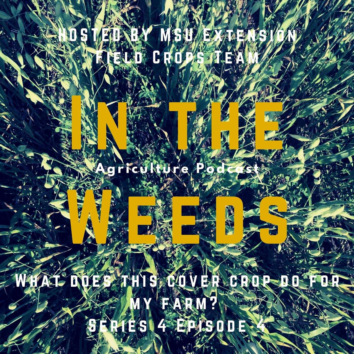 In the Weeds: What does this cover crop do for my farm? episode artwork