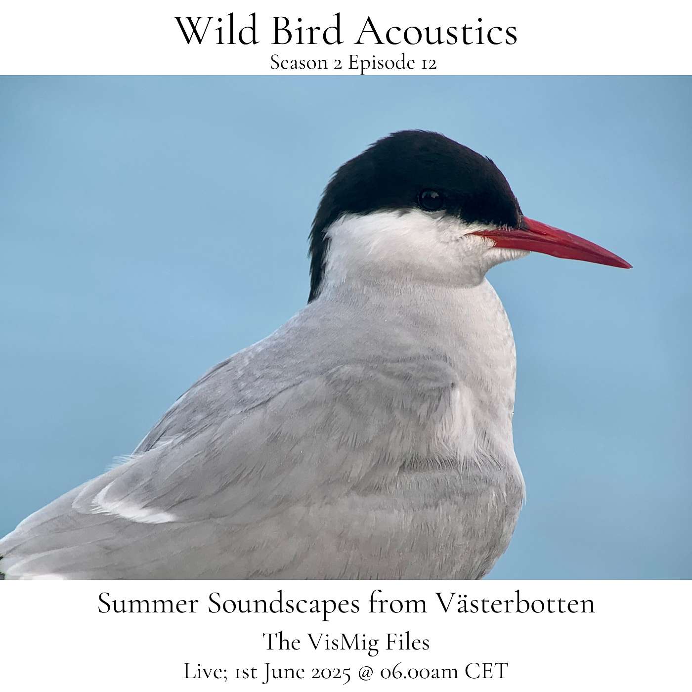 Wild Bird Acoustics