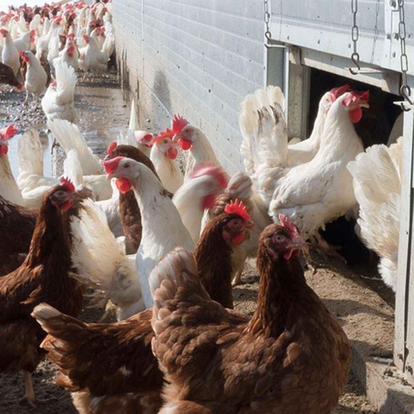 #151 Meat Money: Why Do We Still Have Factory Farming?