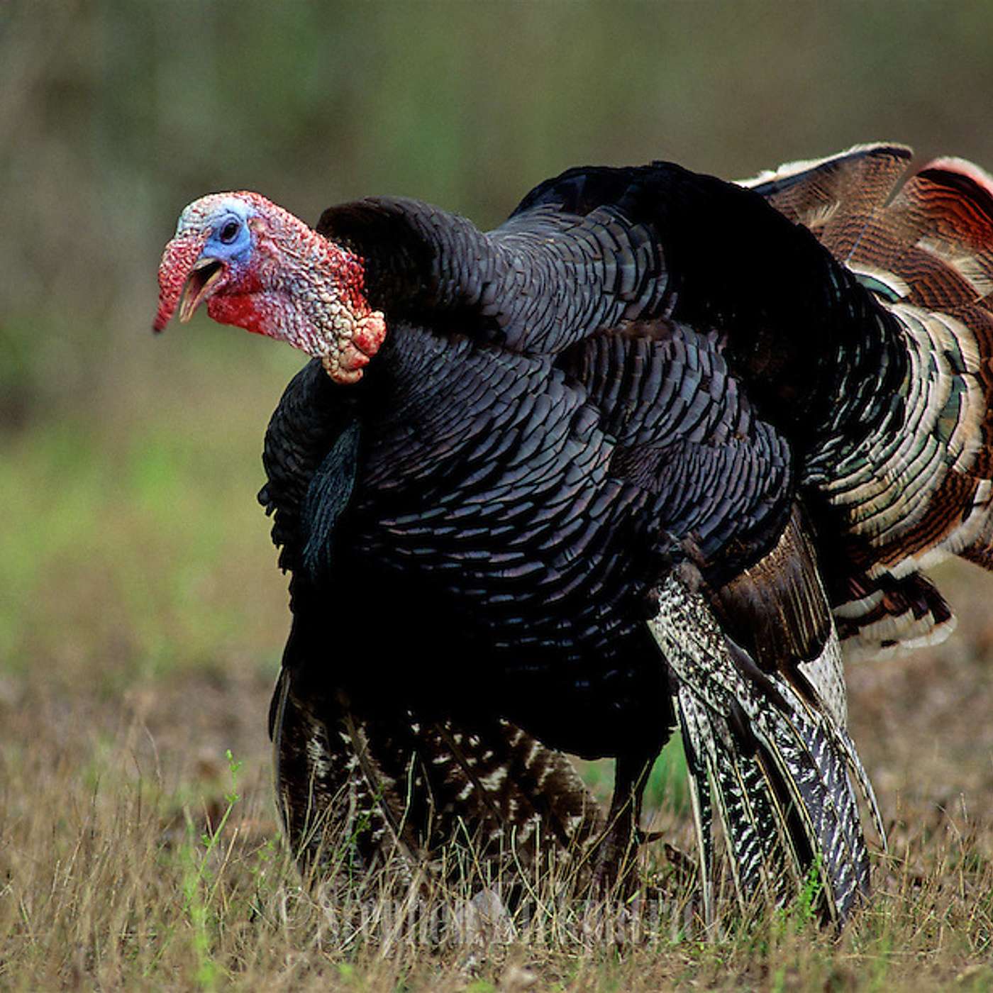Episode 52: Opening Day of Turkey Season