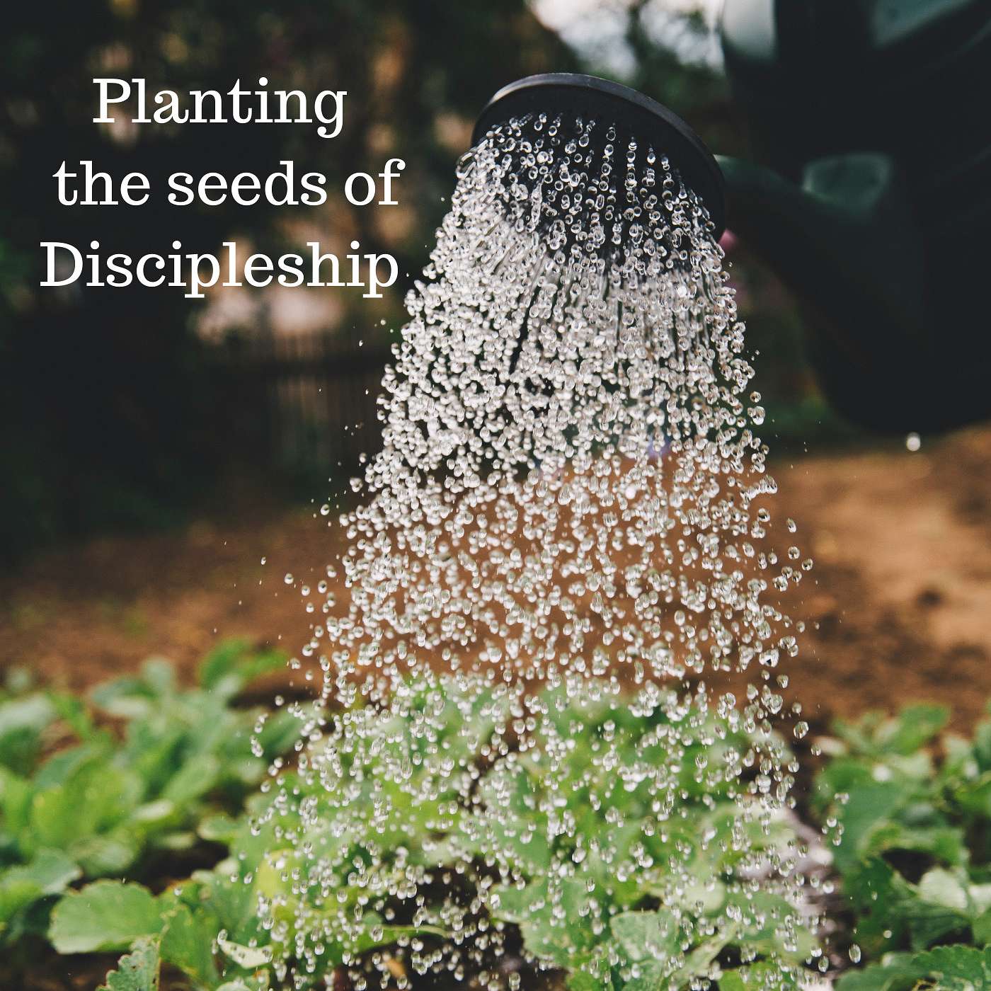 9-5-21 Growing Seedlings of Discipleship: Planting Seeds of Discipleship episode artwork