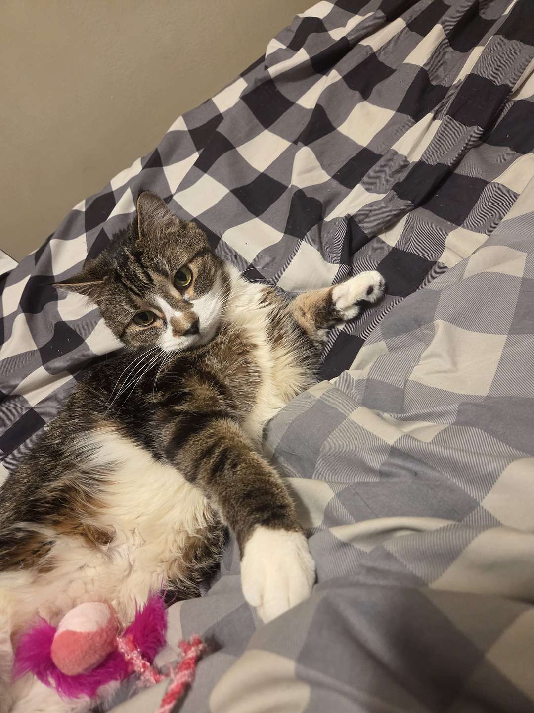Meko