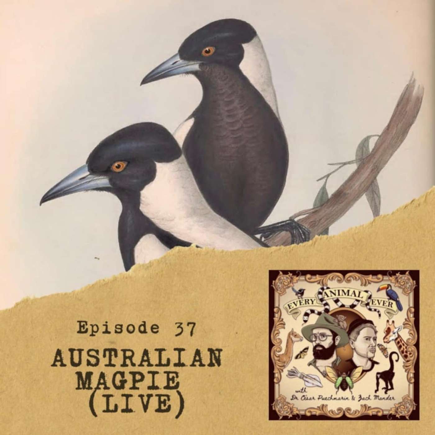 37 - Australian Magpie LIVE with Bec Charlwood and Aaron Gocs