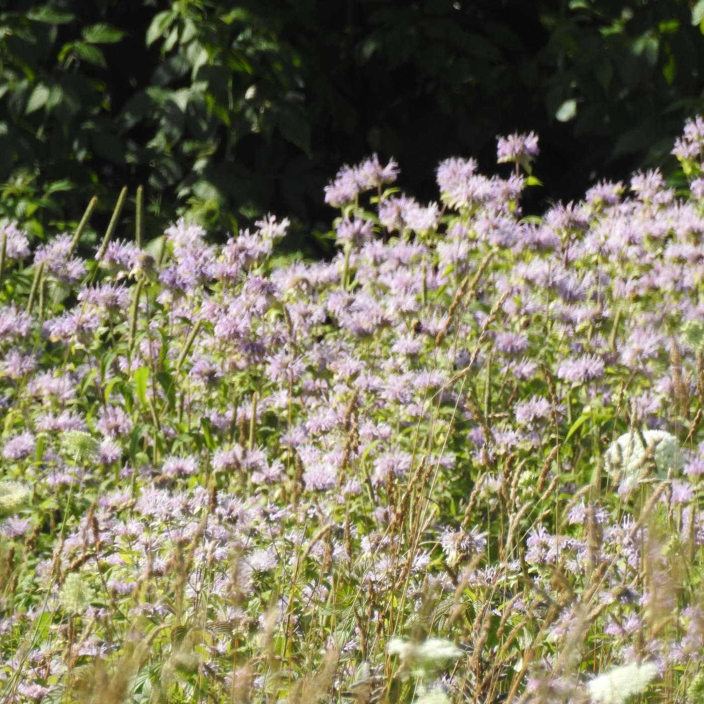AFTER THE LUPINE
