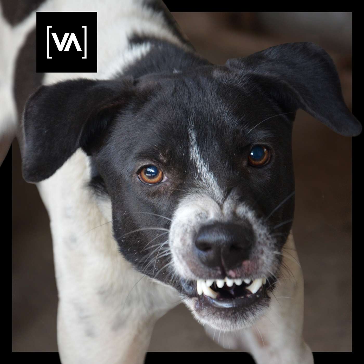 Straßenhunde im Urlaub – kaum einer ist vorbereitet Episode 13