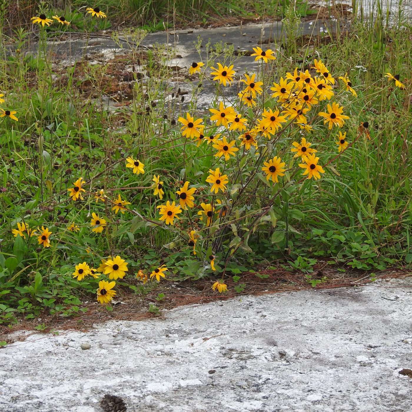 FLOURISHING ON THE EDGE