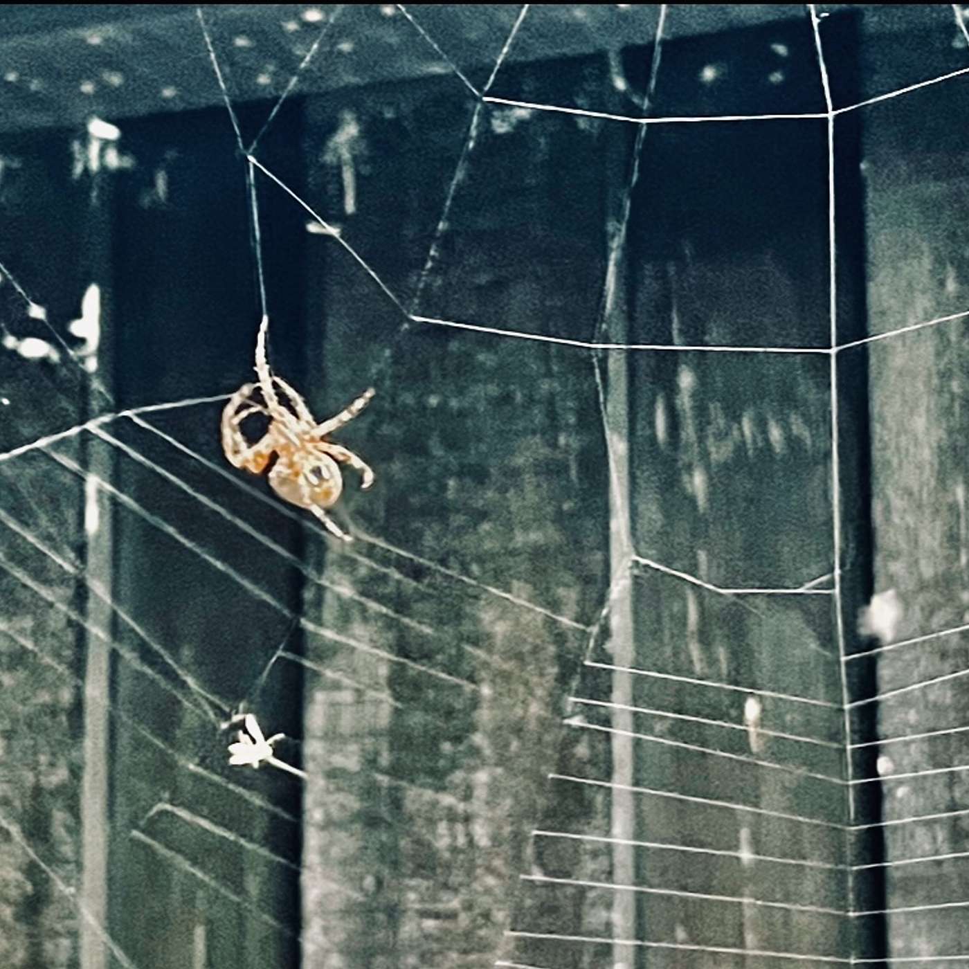 Into the MOVE Web Into the MOVE Web