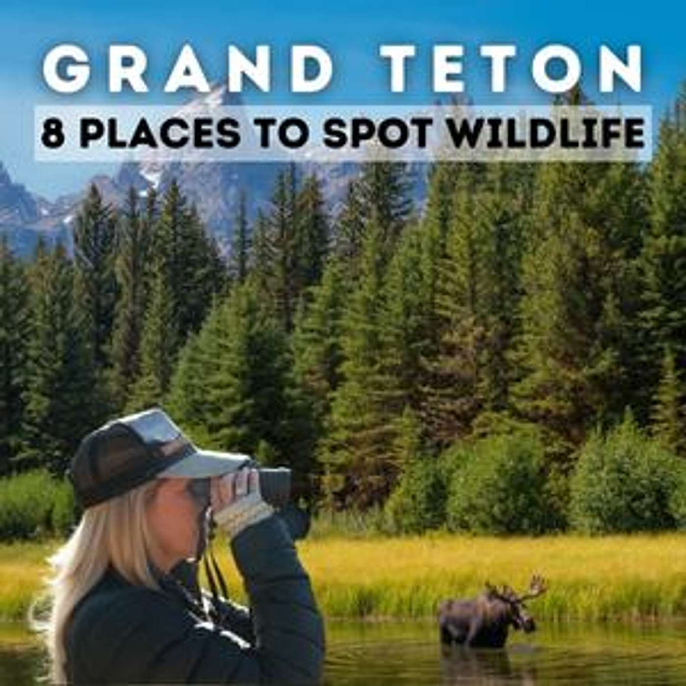 Top 8 Places to Spot Wildlife in Grand Teton National Park episode artwork