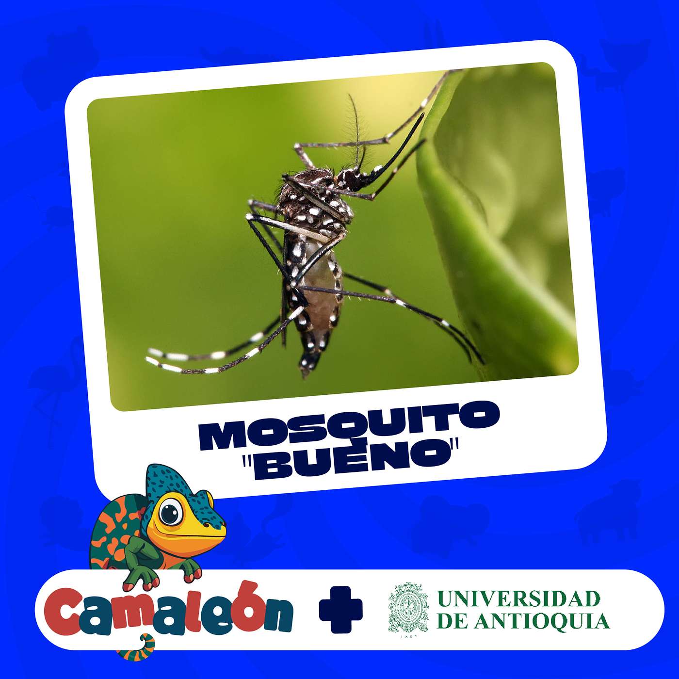 El Mosquito Bueno: Aedes aegypti episode artwork