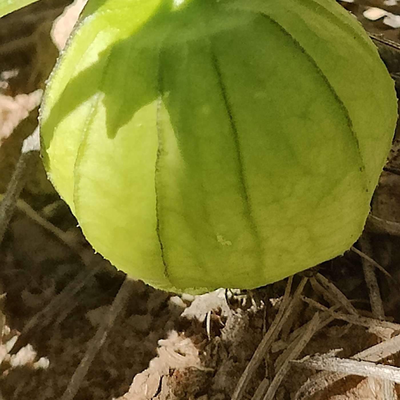 Permaculture Design for Real World Resilience