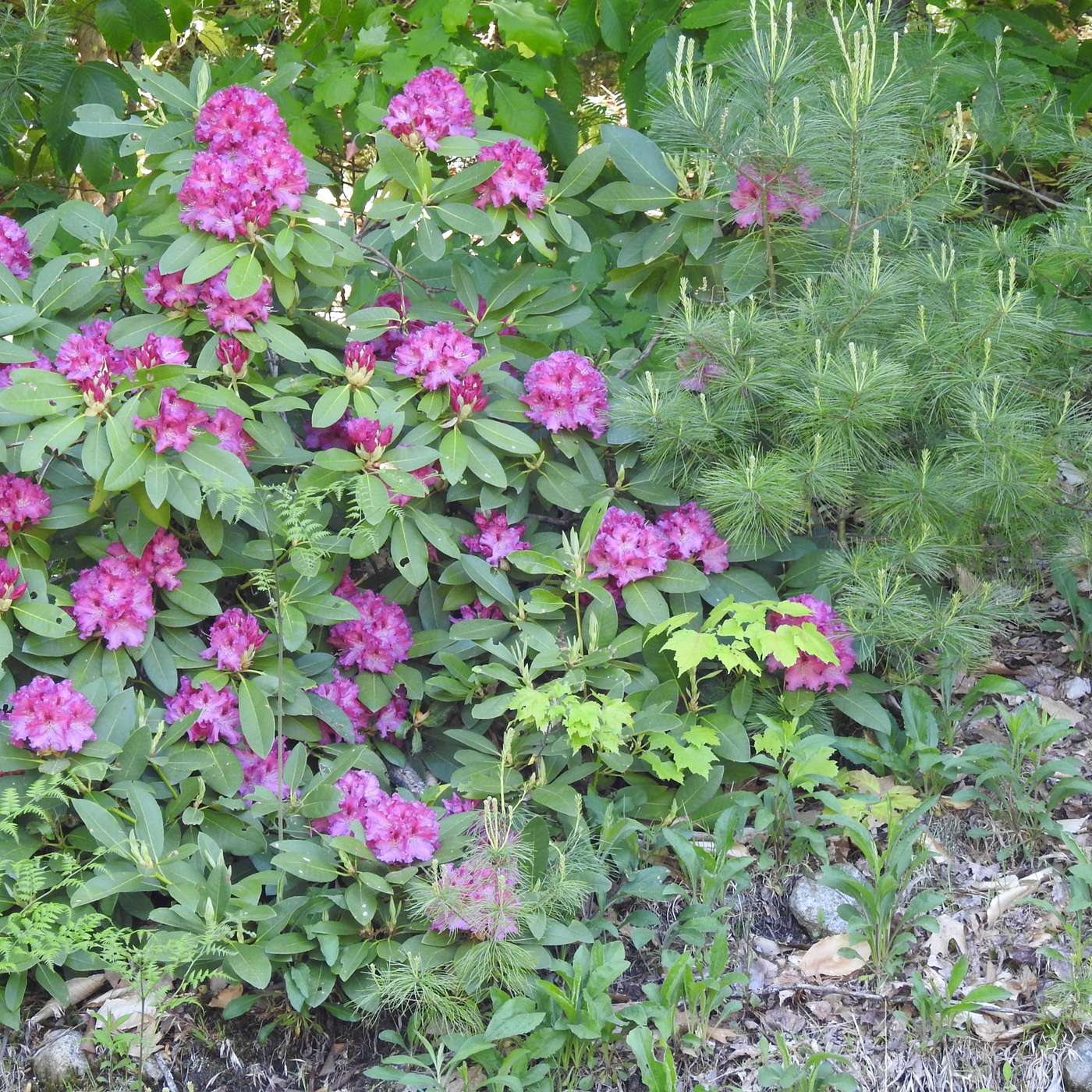 THE RHODODENDRONS ARE IN BLOOM