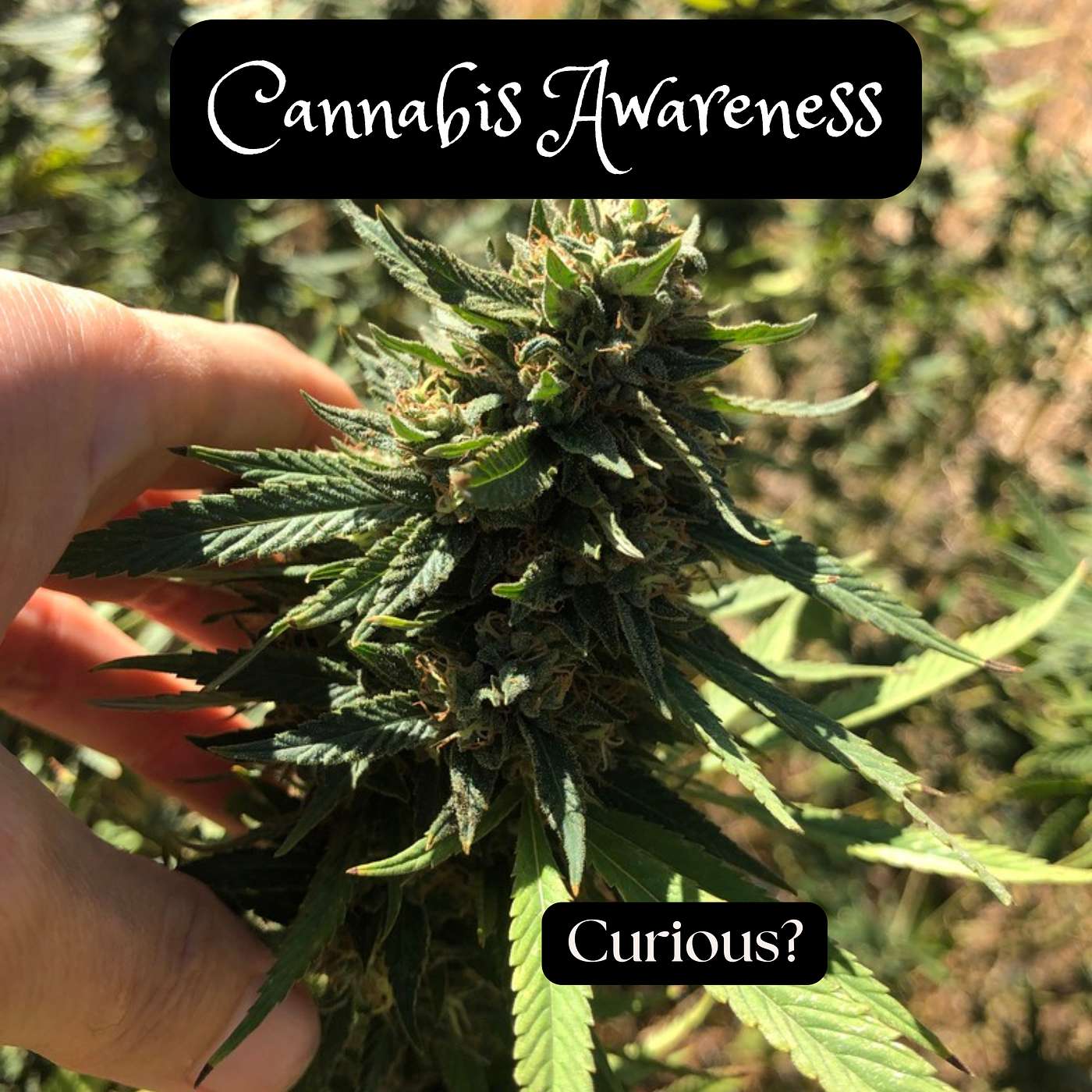Cannabis Awareness episode artwork