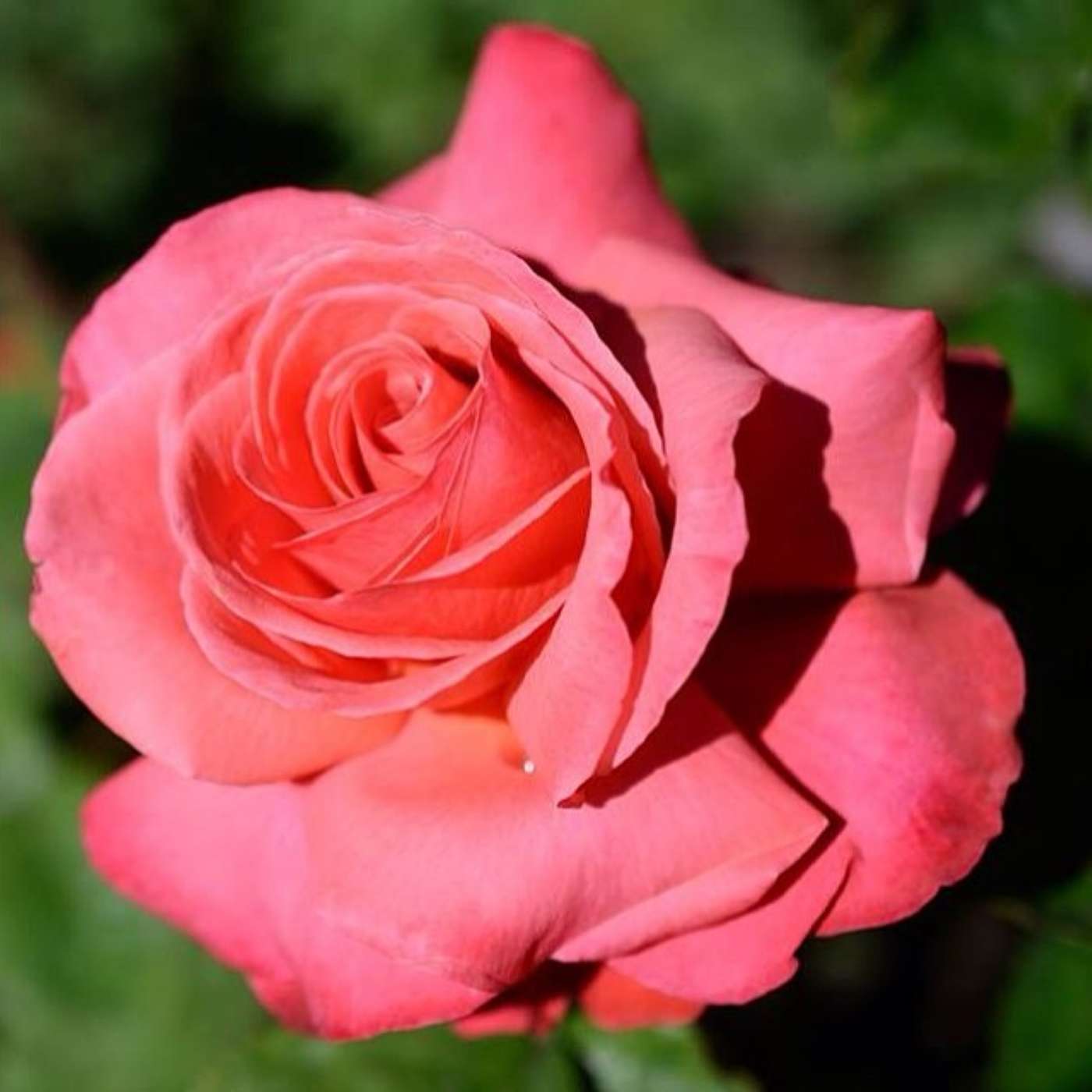 The Infinite Life: Consciousness Raising, Spiritual Transformation