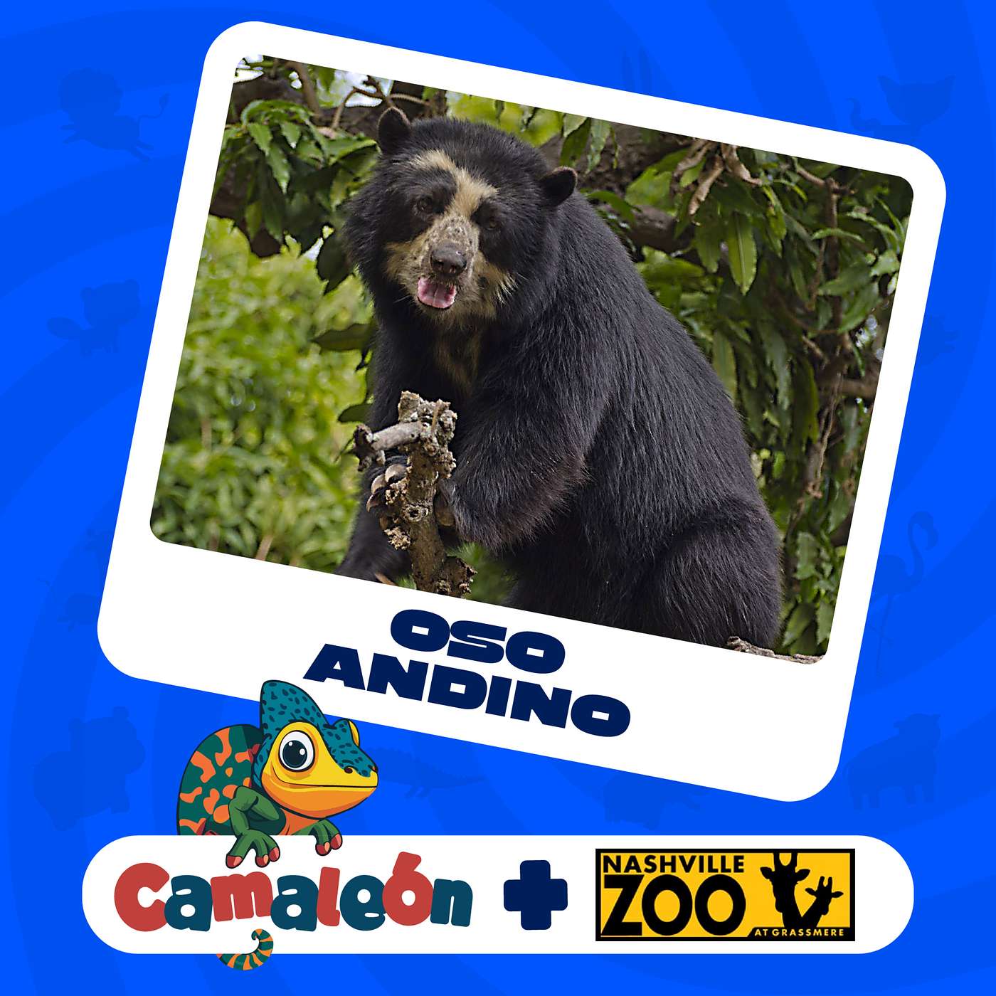 Oso Andino: Vida en las Alturas episode artwork
