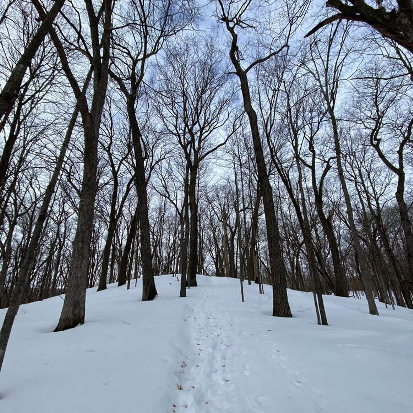Art of the State (Parks): Winter at Lake Maria