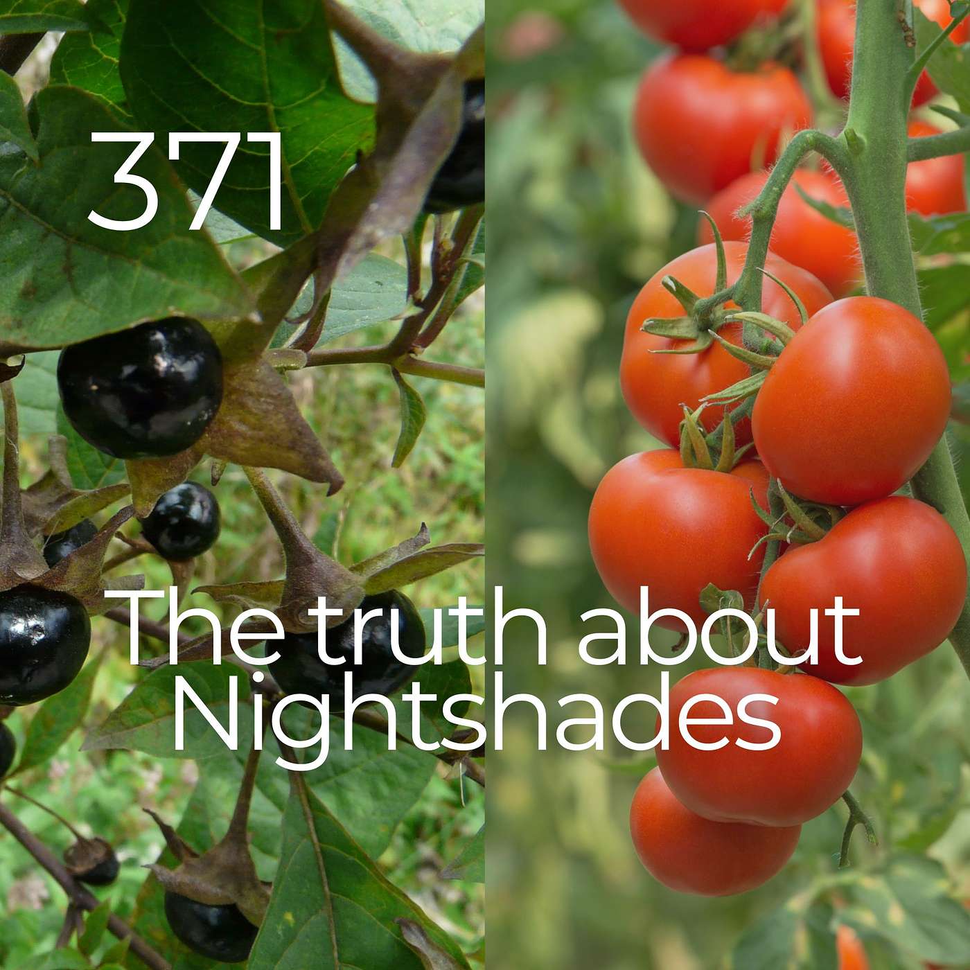 #371 - The Truth About Nightshades