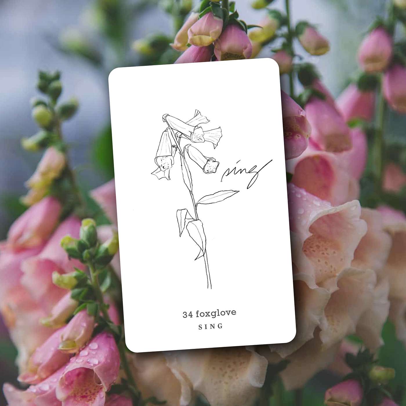 Gratitude Blooming Podcast