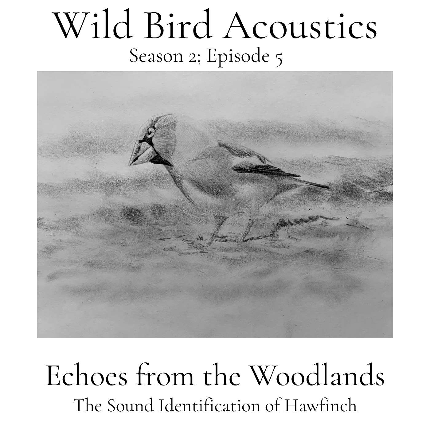 Wild Bird Acoustics