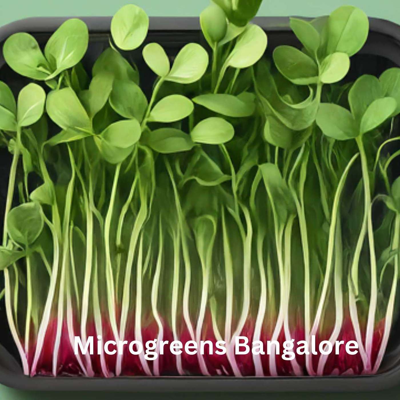 Microgreens Bangalore: Unlocking the Power of Fresh, Nutrient-Dense Greens in Your City