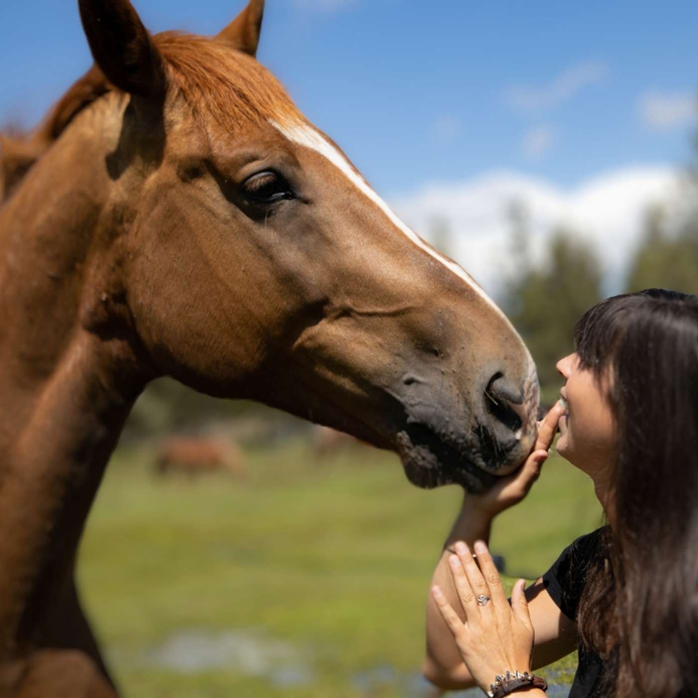 Reinforce the Horse