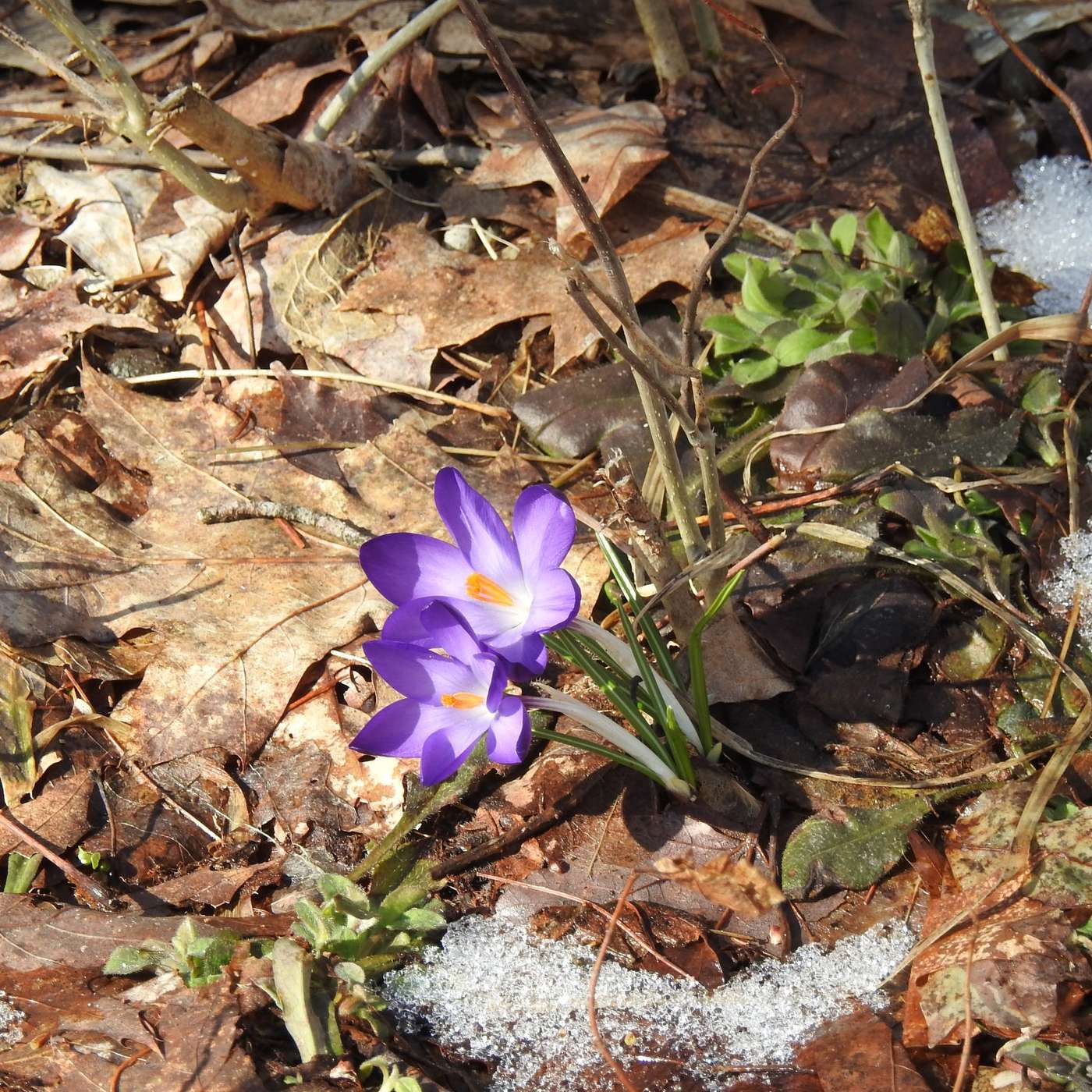 A BLOOMING SURPRISE