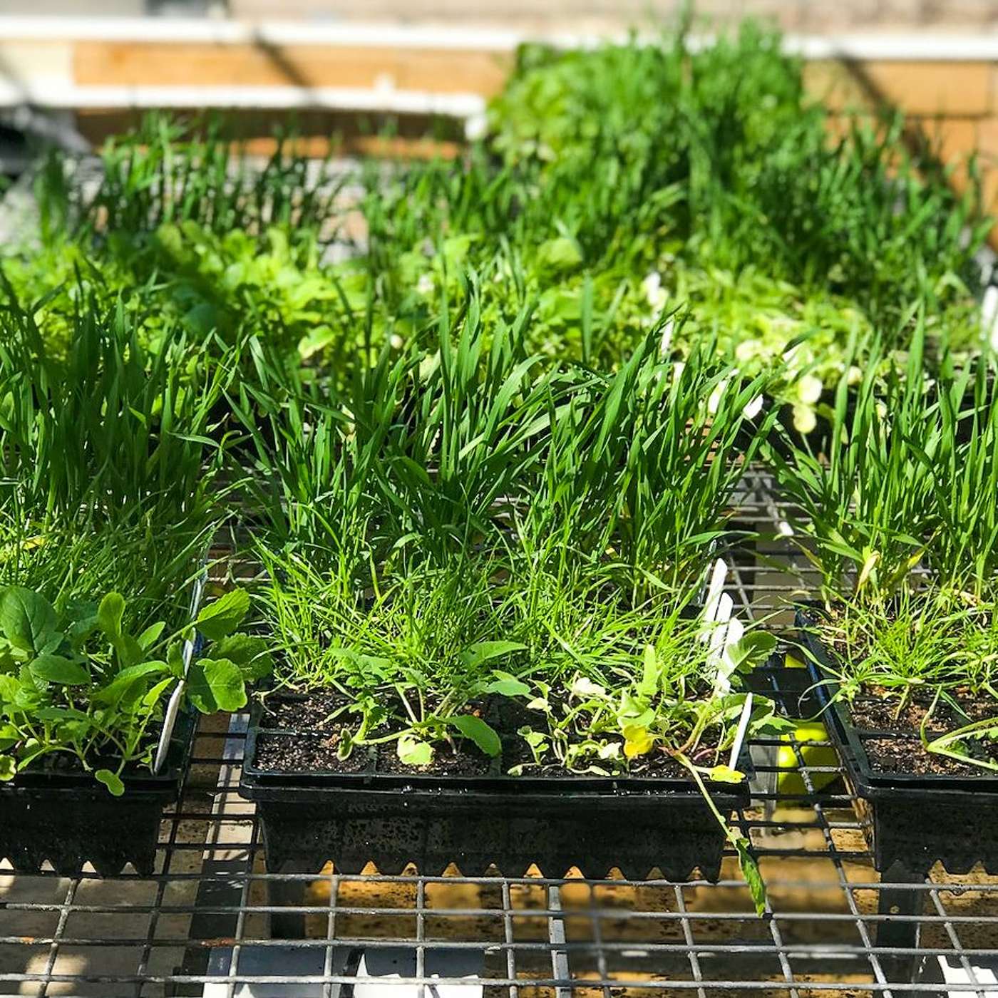 New herbicide resistance test and getting crop topping right