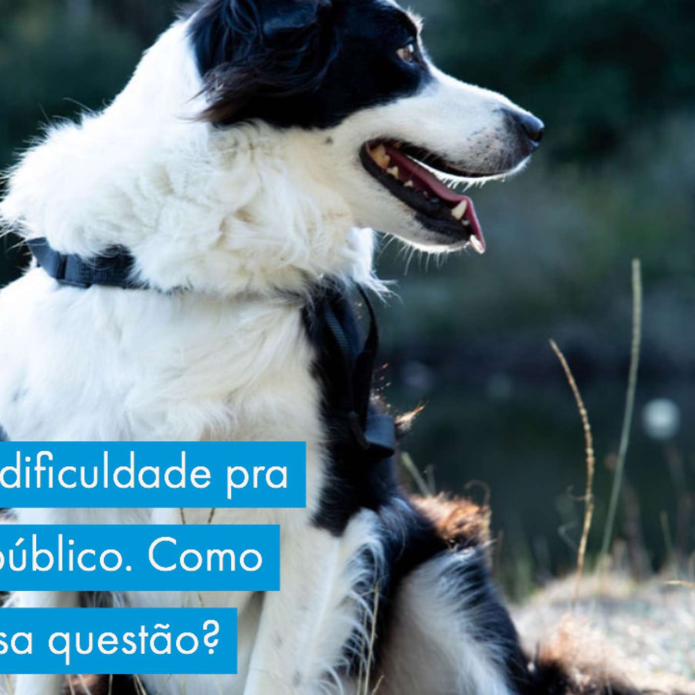 Border com dificuldade pra relaxar em público. Como trabalhar essa questão? episode artwork