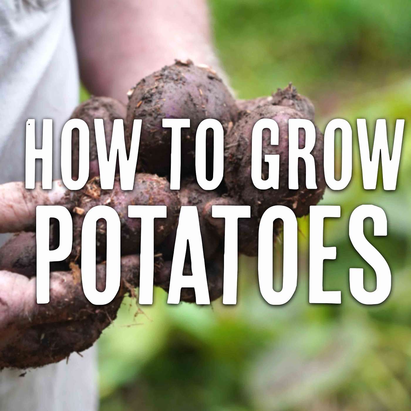 How To Grow Potatoes: All By Myself
