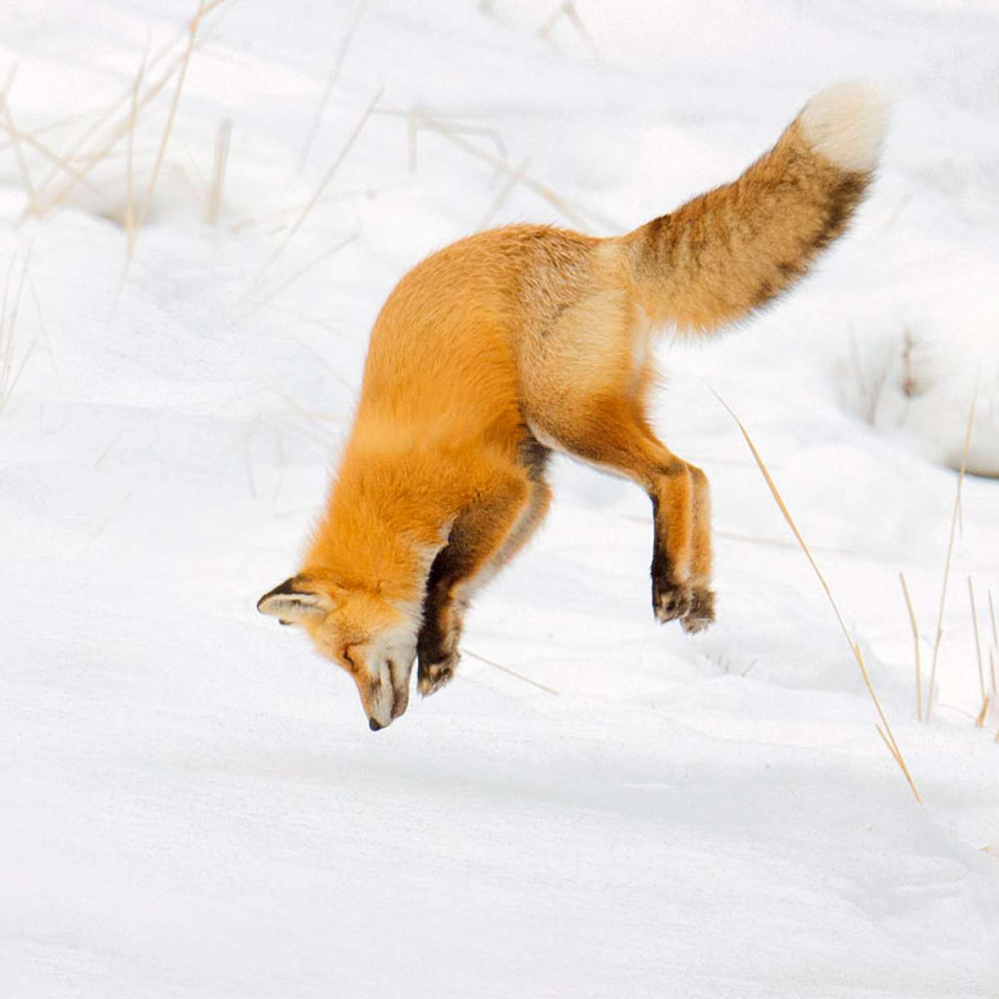 Narrated story: The shape of foxes' noses prevent snow injuries