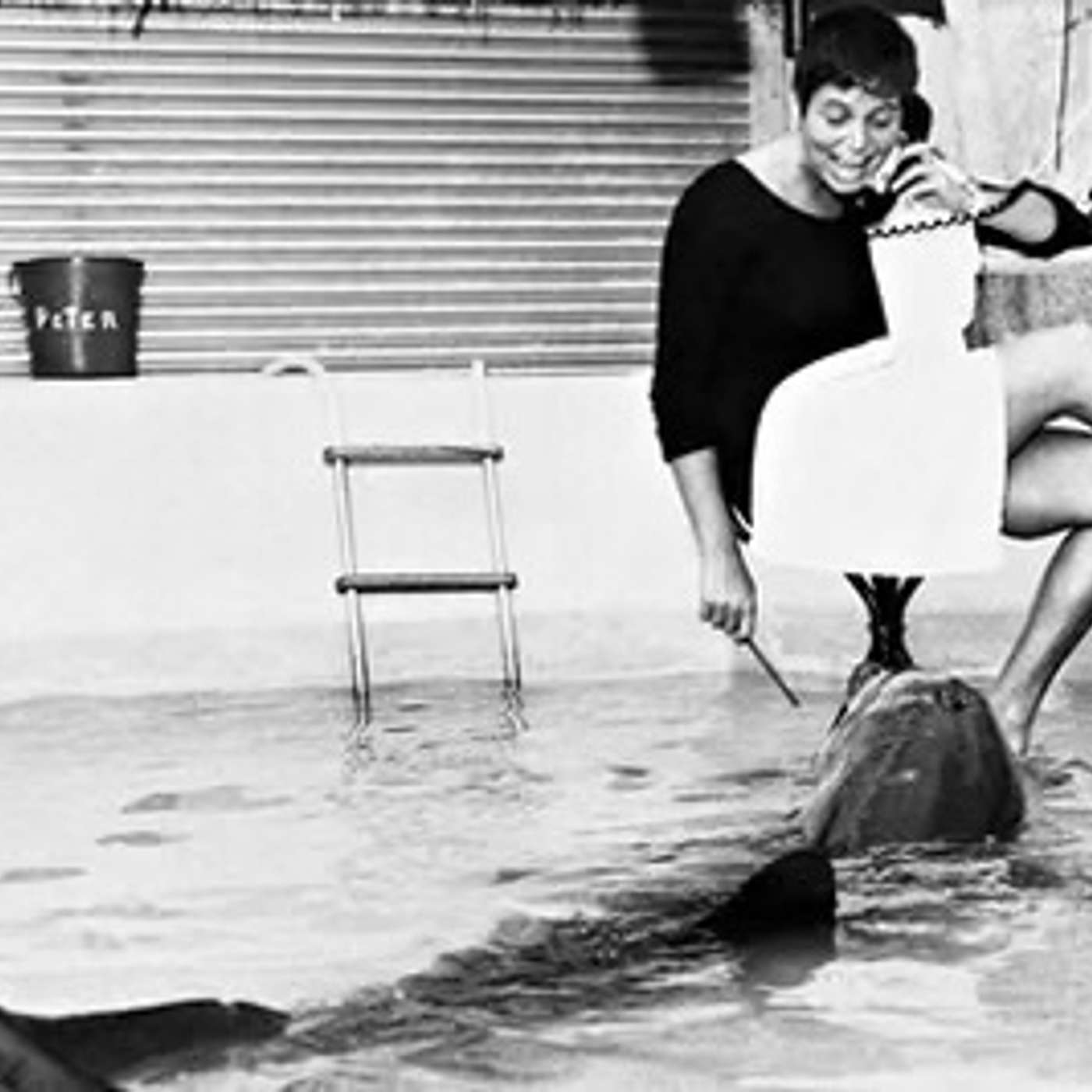 The Truth About the Dolphins