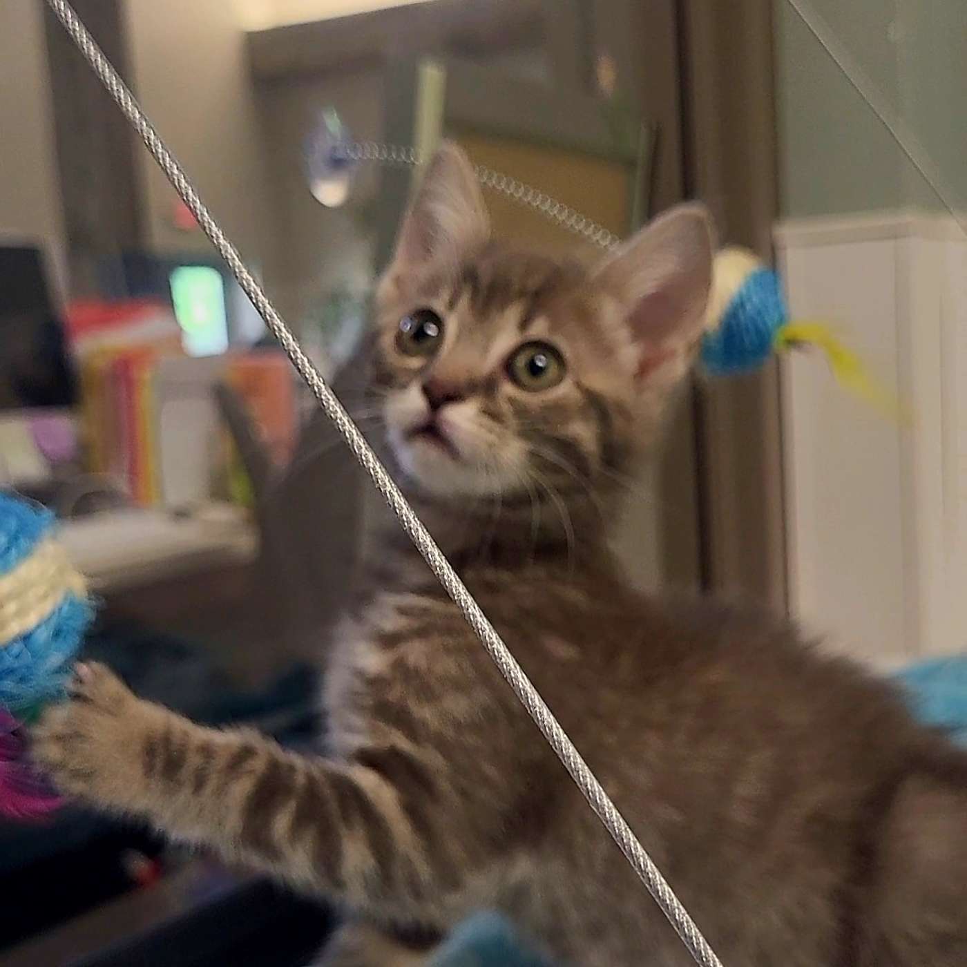 Kitten season is HERE! The SPCA Serving Allegany County has 2 rooms full of kittens that will be up for adoption soon!