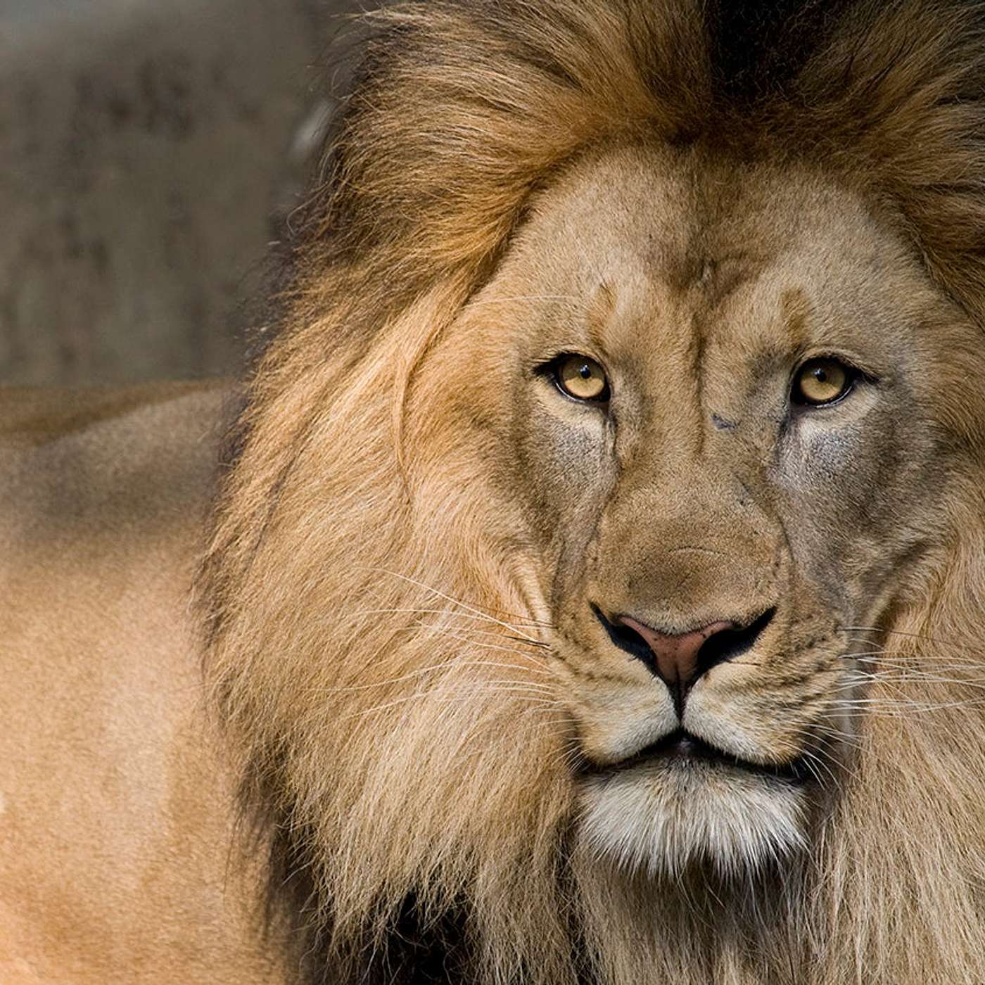 Episode #289 Readings & Riffs #219 Where Great Lions Love To Piss episode artwork