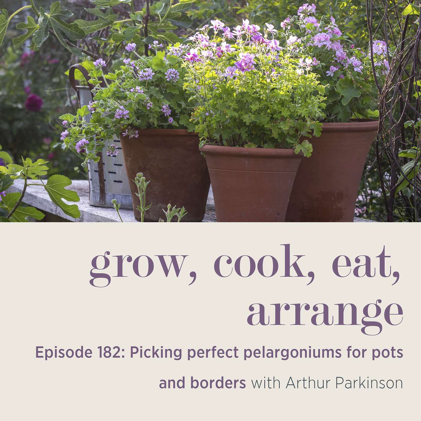 Picking perfect pelargoniums for pots and borders with Arthur Parkinson - Episode 182