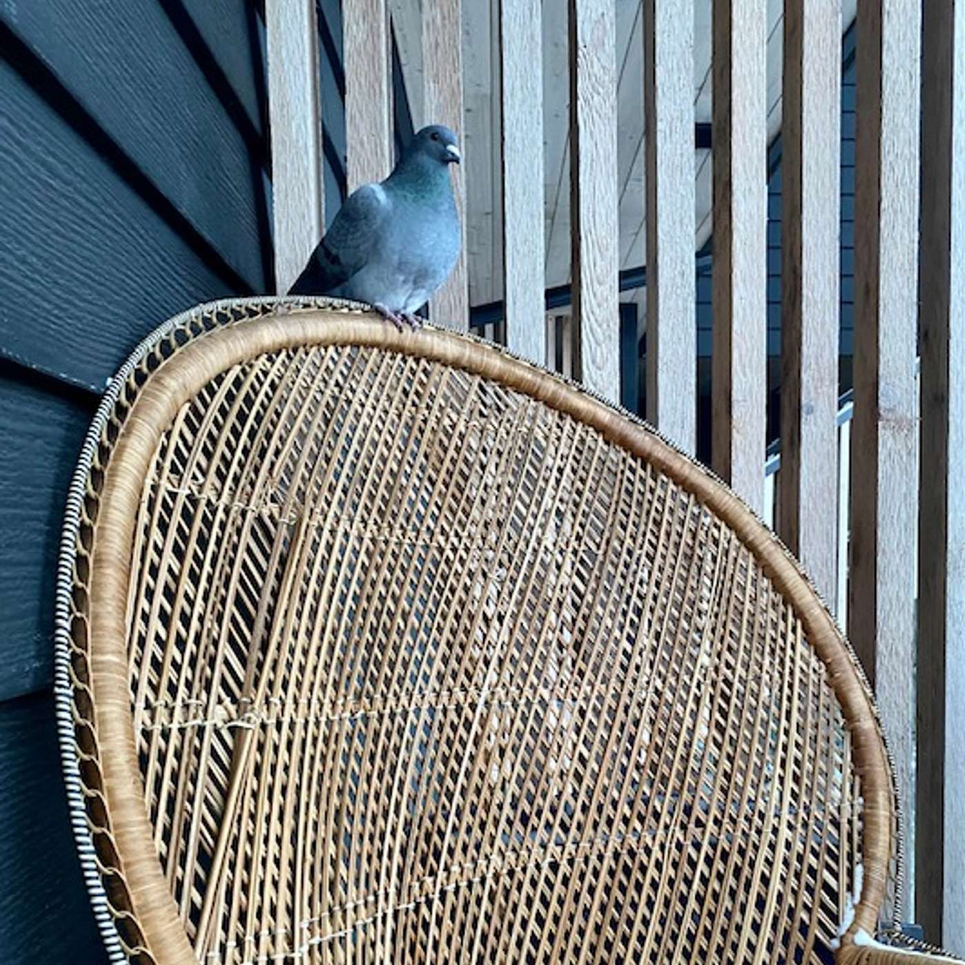 The power of Communication. A manifesting story of a Messenger Pigeon!