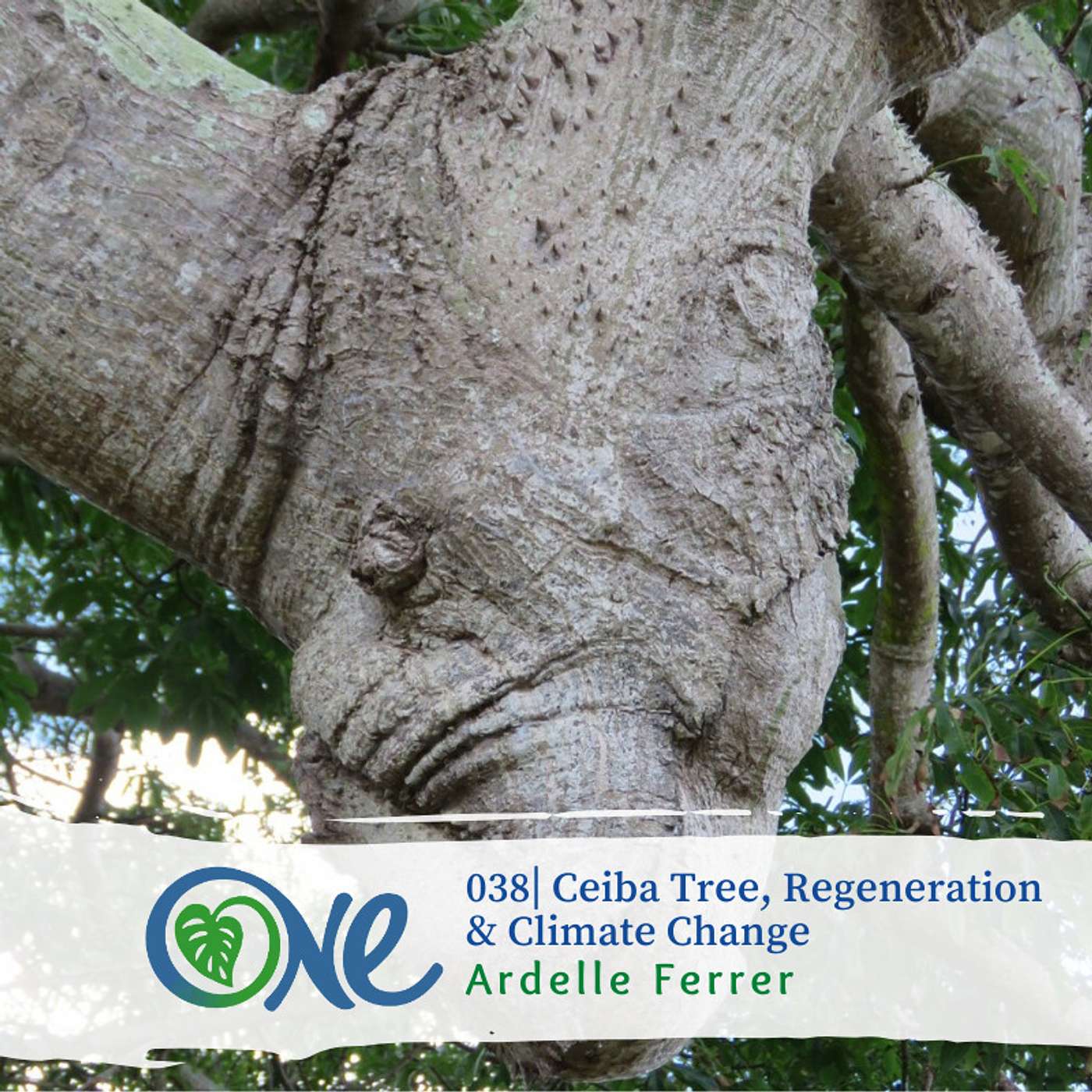 Ceiba Tree, Regeneration & Climate Change with Ardelle Ferrer