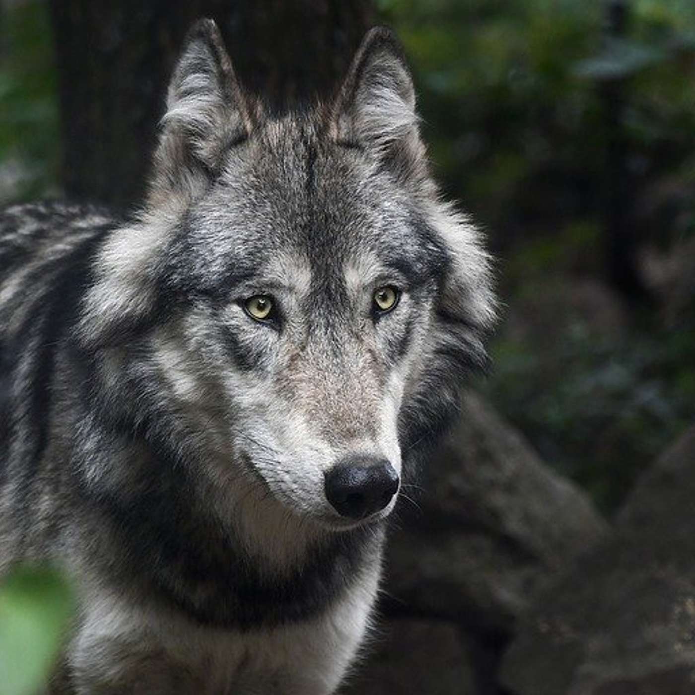 #024 Never Cry Wolf