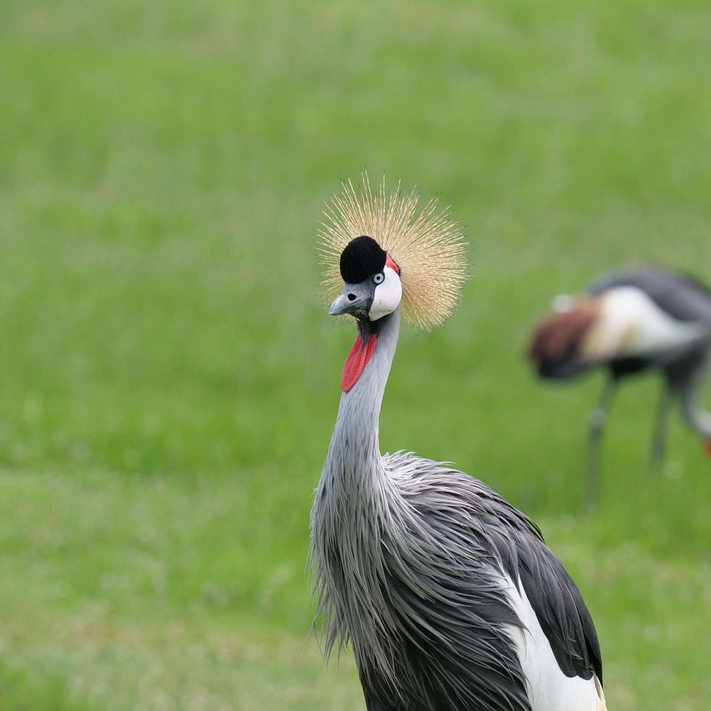 EP 2. The National Bird Part 2
