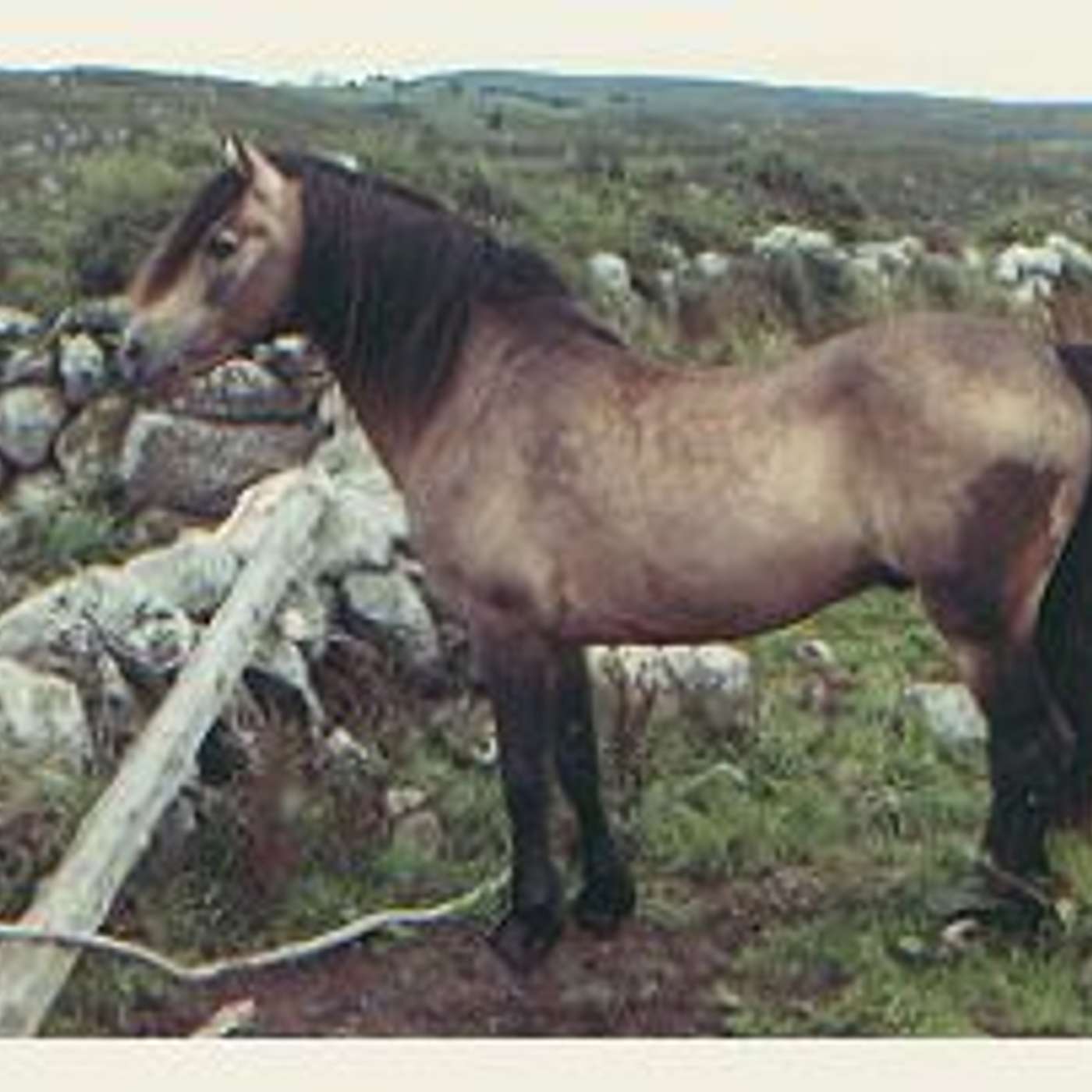 Connemara stallions of the past with former CPBS President Tom MacLochlainn episode artwork