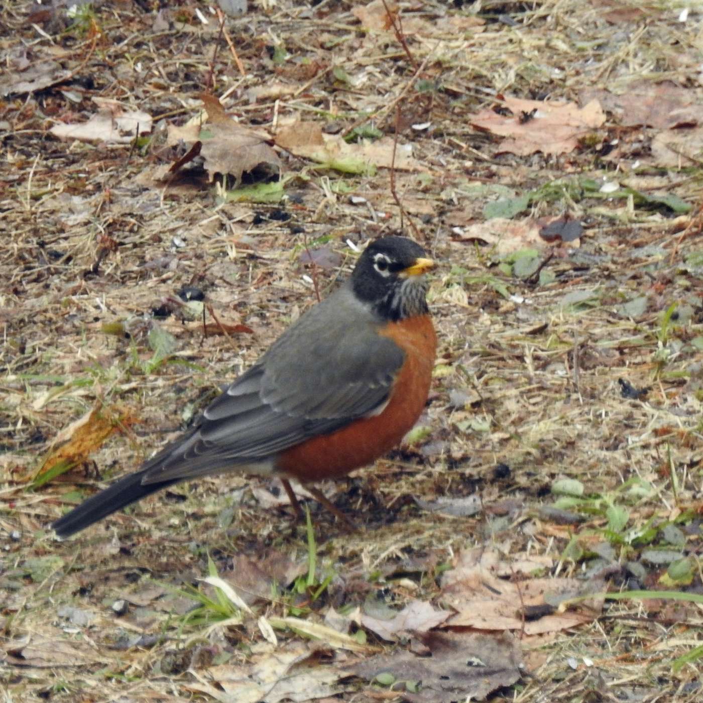 GRATEFUL FOR ROBINS