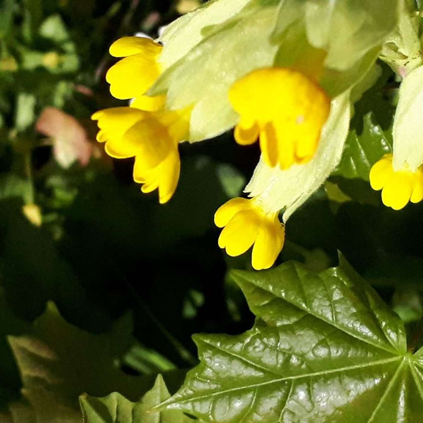 "Faith and hope in what is" - Noirin Lynch - 3 May 2020 (SS102fm Programme Excerpt) (S10E24b)