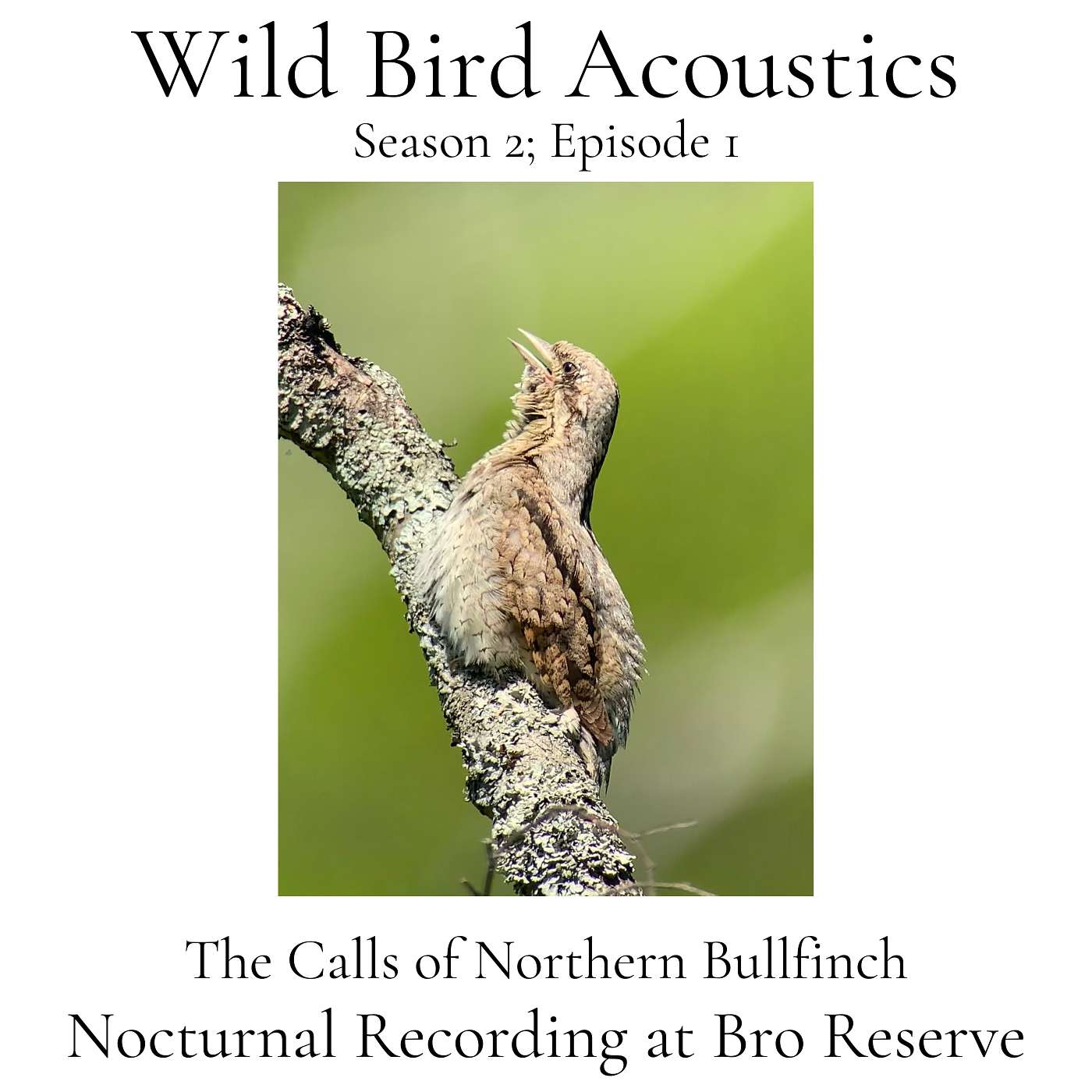 Wild Bird Acoustics