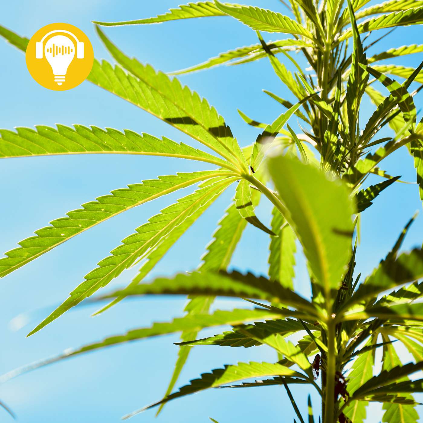 #20 - This Is Your Musical Brain On Marijuana episode artwork