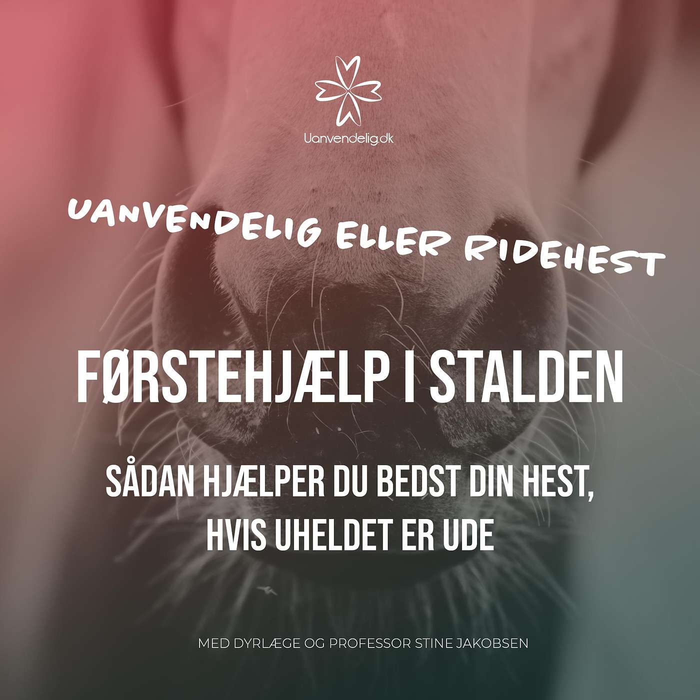 Førstehjælp i stalden - Med dyrlæge og stordyrskirurg Stina Jakobsen