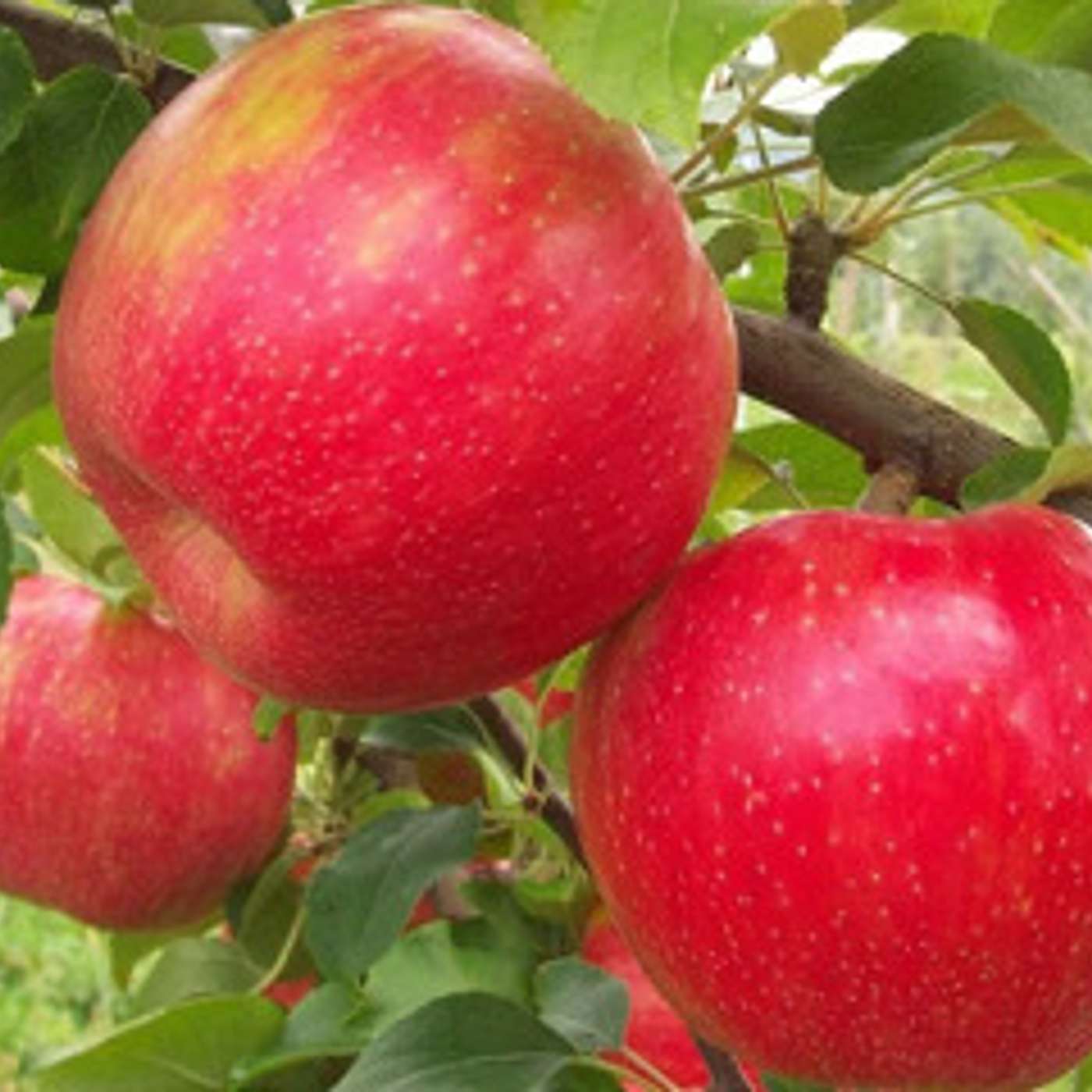 Dr. Tree Fruit and Don