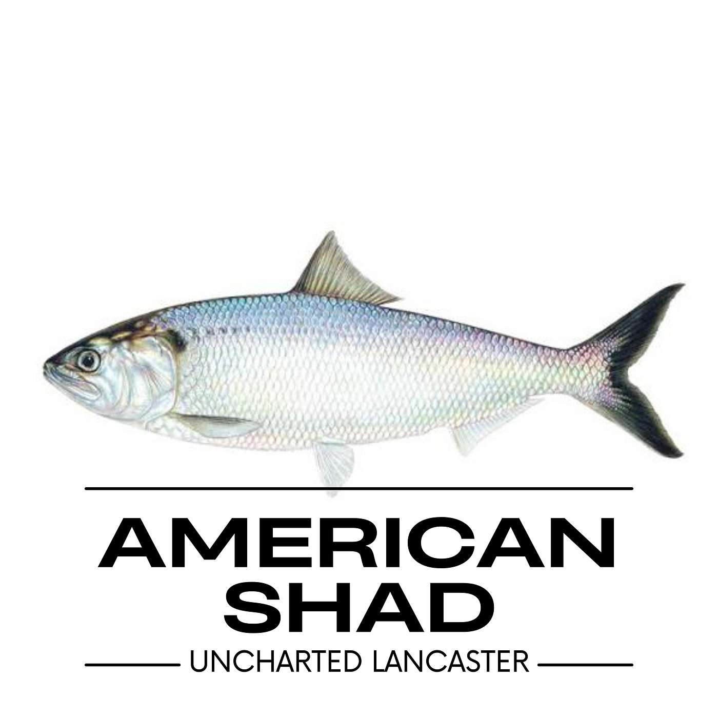 American Shad: The Fish That Built America episode artwork