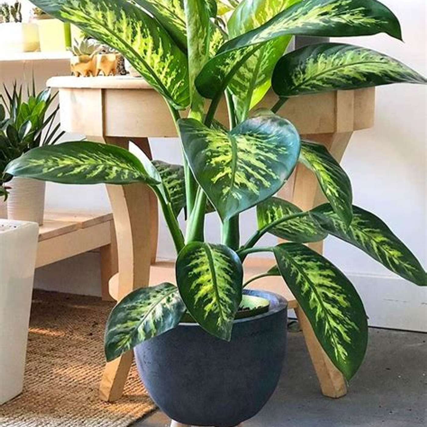 More on the benefits of indoor plants episode artwork