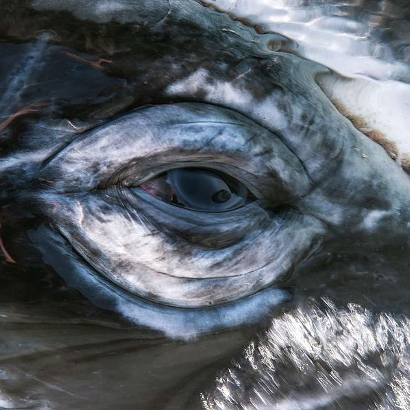 Episode #151 Readings & Riffs #81 Look! I'm A Whale episode artwork