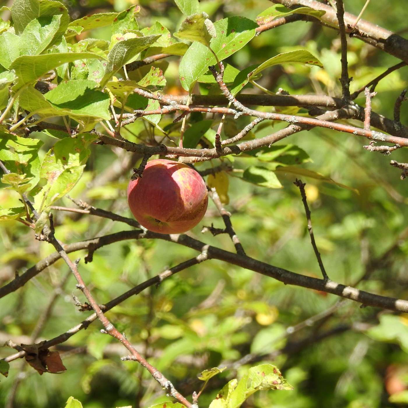 AN APPLE A TREE