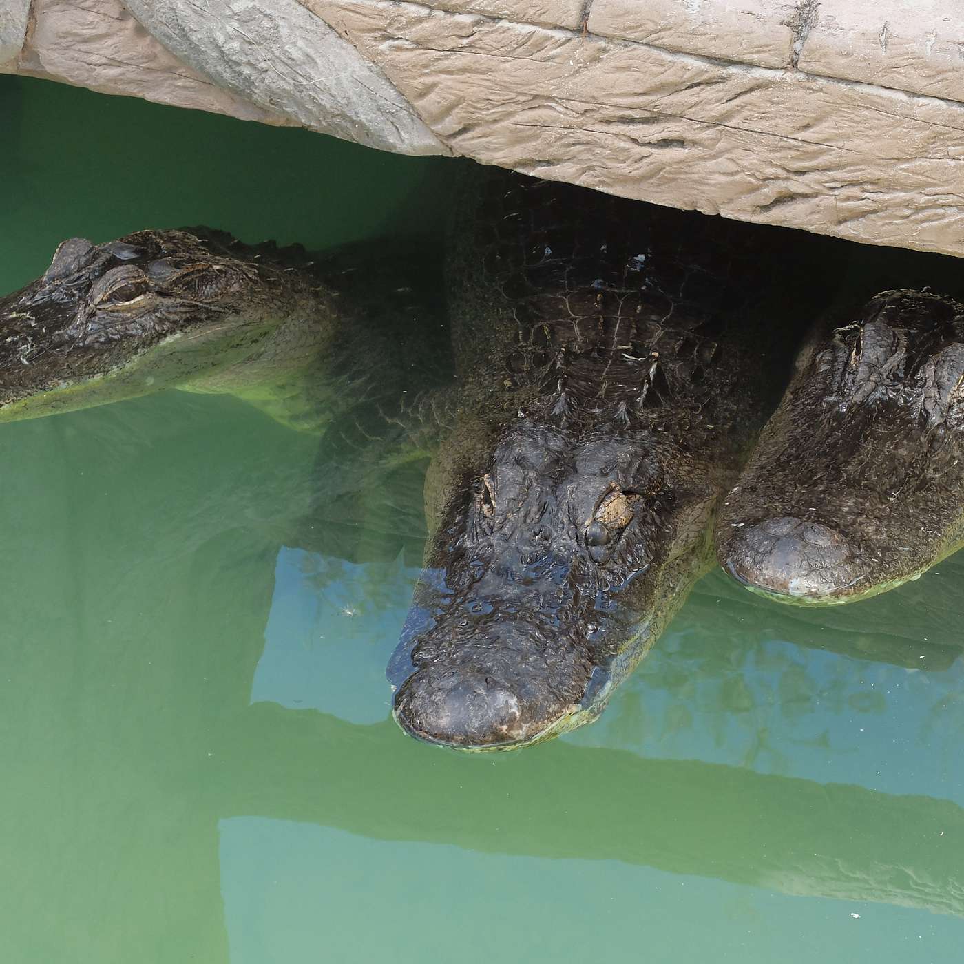 Episode 219: Alligators: Florida's Swamp Puppies