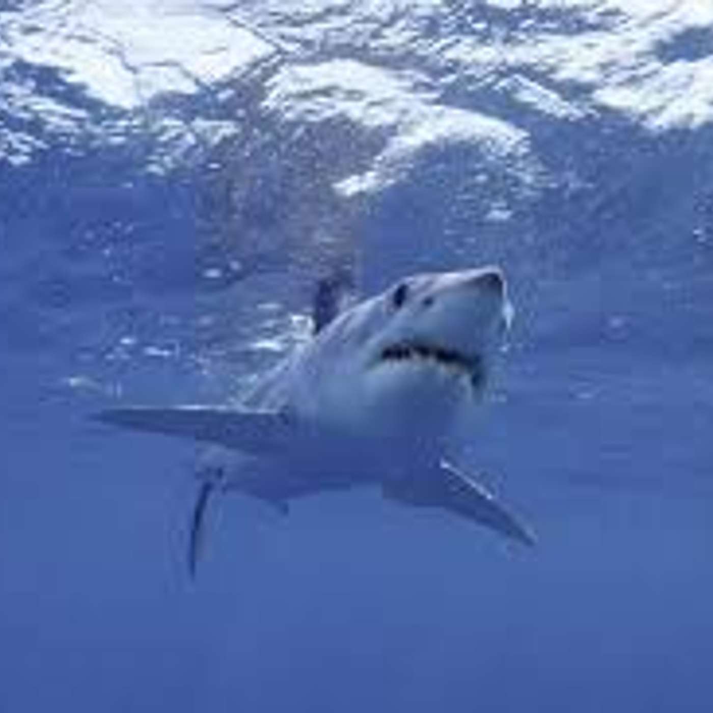 Aggiornamento squali: fanno solo il loro lavoro di predatori! Aggiornamento squali: fanno solo il loro lavoro di predatori!